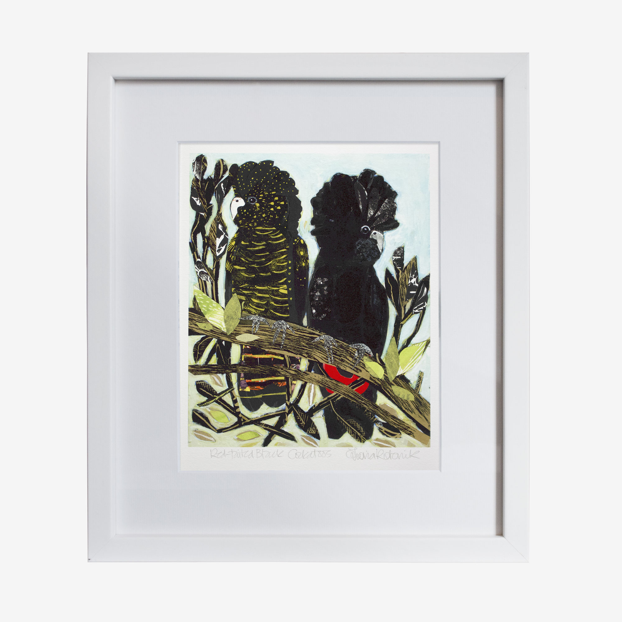 21439-fiona-10x8withmat-Red-Tailed-Cockatoo